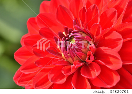 ダリア ダリア 34320701