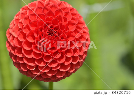 ダリア ダリア 34320716