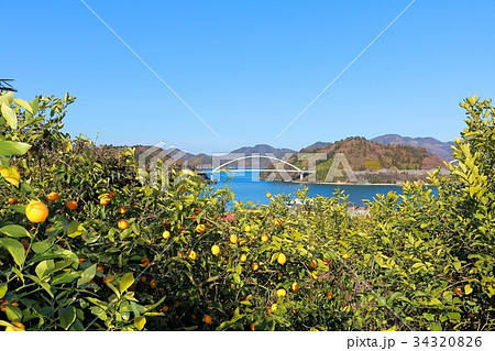 瀬戸内レモン 瀬戸内レモン 34320826