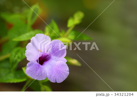 爽やかな薄紫のトレニアの花（右空き） 34321204