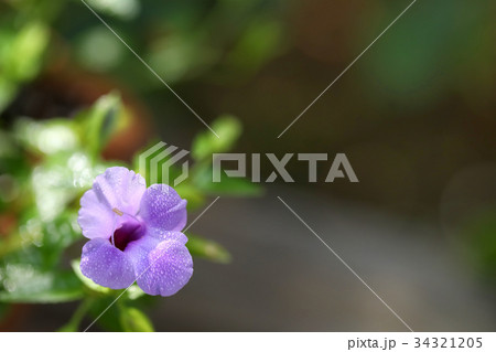 爽やかな薄紫のトレニアの花（右空き）暗 34321205