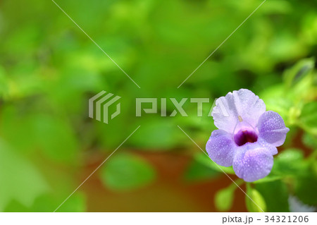 爽やかな薄紫のトレニアの花（左空き）明 34321206