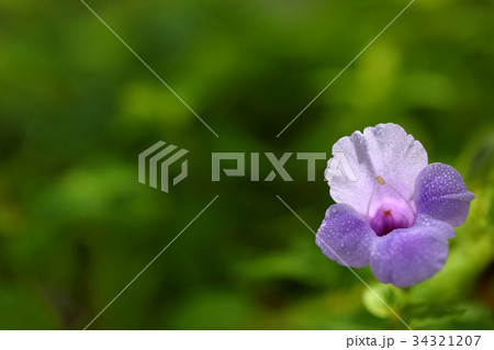 爽やかな薄紫のトレニアの花（左空き）暗 34321207