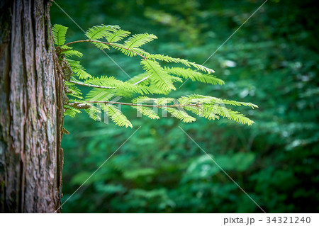 新緑 34321240