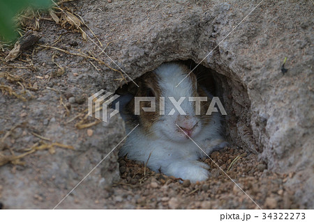 Little rabbit in hole 34322273