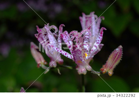 夜のホトトギス 34322292