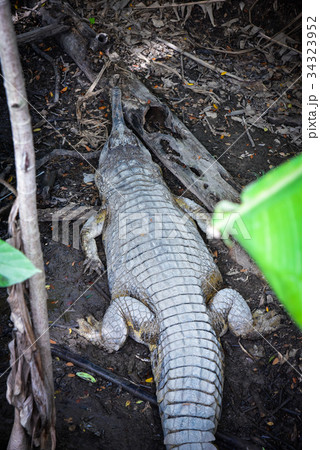 Gavial 34323952