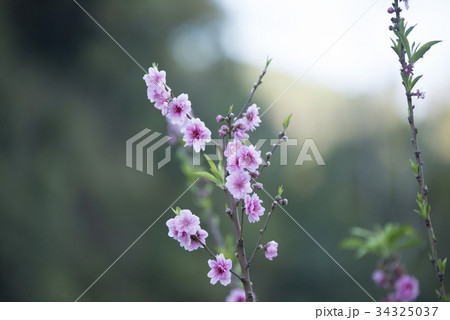Prunus cerasoides, Natural background Prunus cerasoides, Natural background 34325037