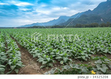 Tobacco field plantation under blue sky Tobacco field plantation under blue sky 34325208