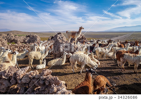 Lamas herd in Bolivia 34326086