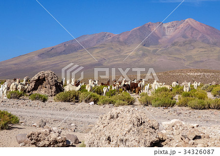 Lamas herd in Bolivia 34326087