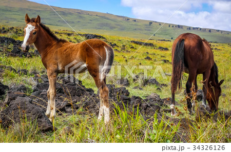 Horse in easter island field 34326126