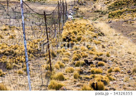 wire fence in pasture vicunas 34326355
