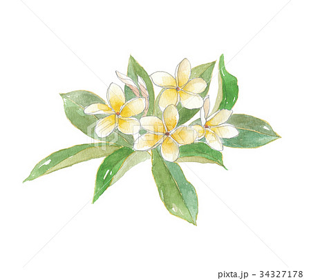 プルメリア プルメリア 34327178