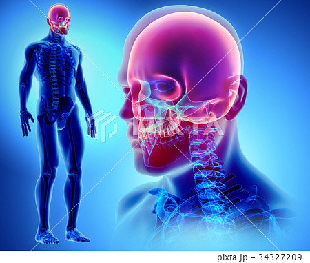 3D illustration of Cranium, medical concept. 34327209