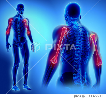 3D illustration of Humerus, medical concept. 34327210