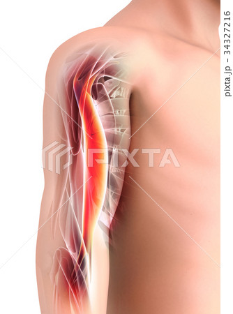 Medical Graphic background, Bicep Muscular. 34327216