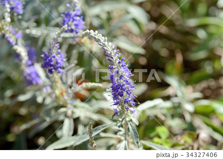 トウテイラン 34327406