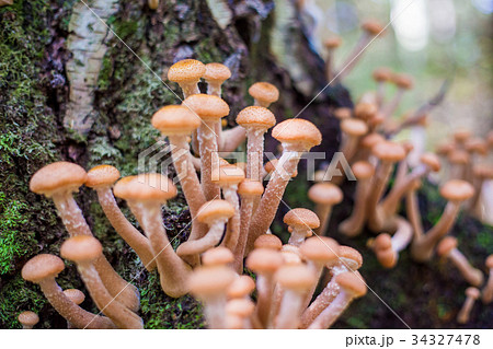 mushrooms honey agarics in a forest on a tree 34327478