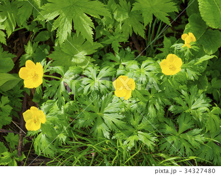 シナノキンバイ(信濃金梅) 34327480