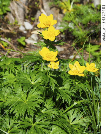 シナノキンバイ(信濃金梅) 34327481