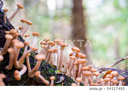 mushrooms honey agarics in a forest on a tree 34327483