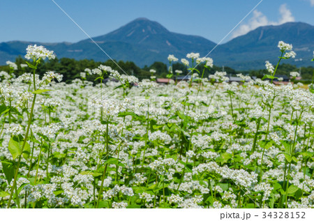 信州の風景 ソバの花と八ヶ岳 長野県原村 信州の風景 ソバの花と八ヶ岳 長野県原村 34328152