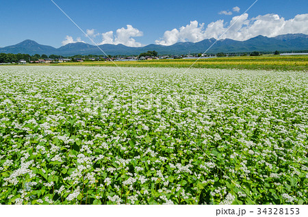 信州の風景 ソバの花と八ヶ岳 長野県原村 信州の風景 ソバの花と八ヶ岳 長野県原村 34328153