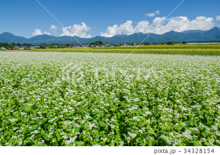 信州の風景 ソバの花と八ヶ岳 長野県原村 信州の風景 ソバの花と八ヶ岳 長野県原村 34328154