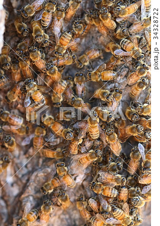 生き物 昆虫 ニホンミツバチ 茶色みが強いタイプですね 夏の終わり そろそろ分蜂でしょうかの写真素材