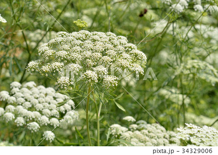 植物 アンミ マユス セリ科の写真素材