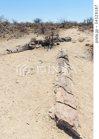 Petrified and mineralized tree trunk. 34329187