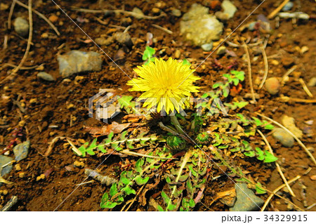 一輪のタンポポの花の写真素材