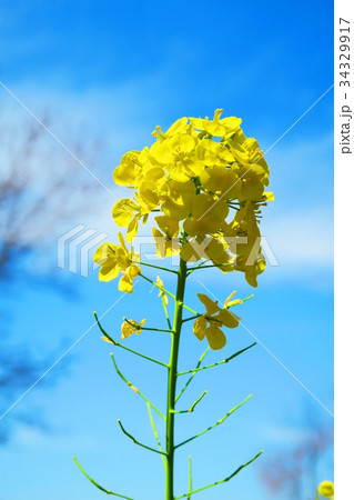 菜の花の季節 こんな写真撮ってます 売ってます