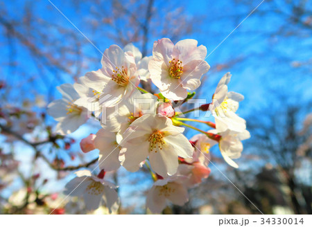 桜の花のある風景 34330014