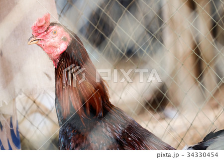 Fighting cock 34330454