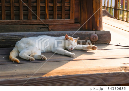 日差しを避けて寝る猫 日差しを避けて寝る猫 34330686
