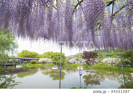 Wisteria 34331387