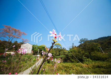 桜 さくら サクラ 34331614