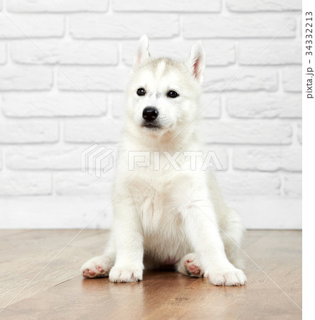 Cute siberian husky dog with black eyes. Cute siberian husky dog with black eyes. 34332213