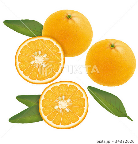 夏みかんのイラスト素材