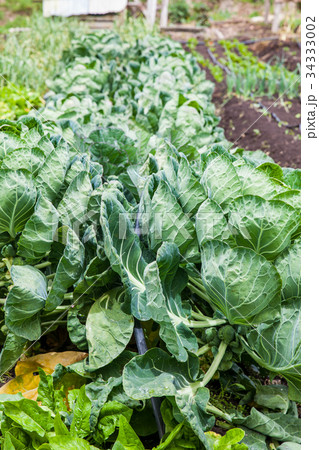 Brussels sprouts plant at cultivation field Brussels sprouts plant at cultivation field 34333002