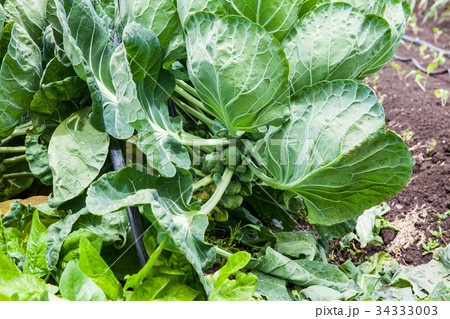 Brussels sprouts plant at cultivation field 34333003