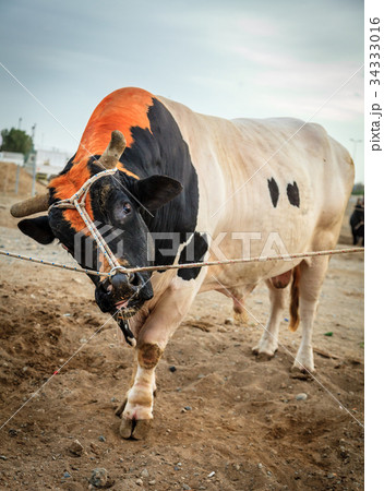 Bull fighting in Fujairah 34333016