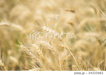 小麦 むぎ ムギ 34333062