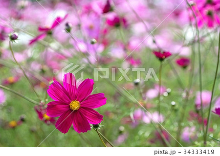 コスモス　網走湖畔園地 34333419