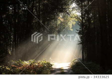 Rural road through the forest on a foggy morning 34333625