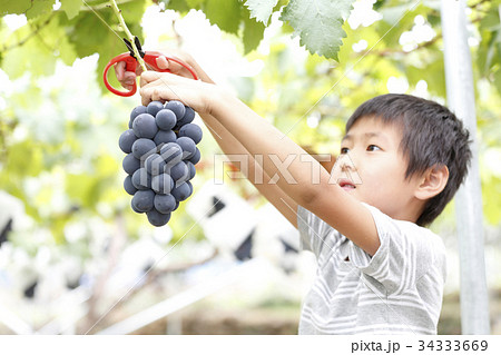 ぶどう狩り 34333669