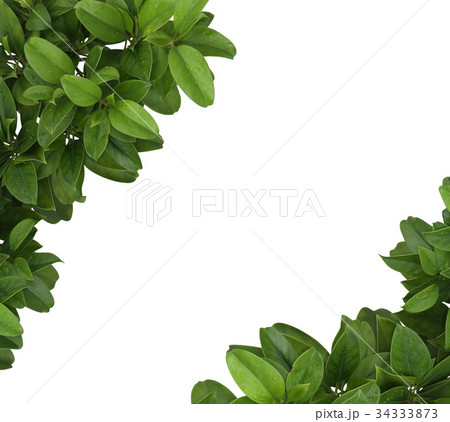 Green leaf with water drops Green leaf with water drops 34333873