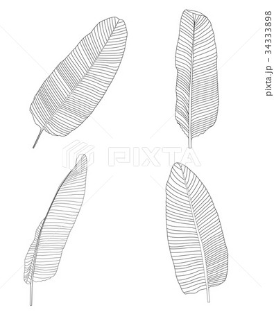 Palm Leaf. Vector Illustration Palm Leaf. Vector Illustration 34333898